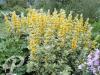Lysimachia punctata Alexander Variegata