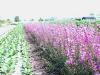 Lythrum virgatum Dropmore