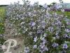 Malva sylvestris Primley Blue