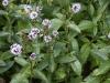 Mentha Piperita Variegatus