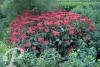 Monarda Gardenvieuw Scarlet