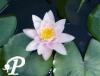 Nymphea Rose