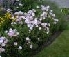 Oenothera Siskiyou