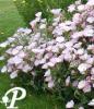 Oenothera Siskiyou Pink