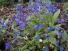 Omphalodes Cappadocica Cherry Ingram