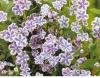 Omphalodes Cappadocica Lilac Mist