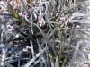 Ophiopogon Planiscapus Black Dragon