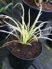 Ophiopogon Planiscapus Variegata