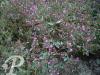 Origanum  laevigatum Hopleys
