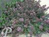 Origanum Rosenkuppel