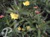Origanum vulgaris Norton Gold