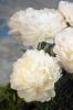 Paeonia Ann Cousins