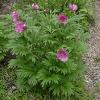 Paeonia Anomala