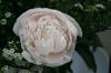 Paeonia Bowl Of Cream