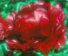 Paeonia Diane Parks