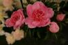 Paeonia Do Tell