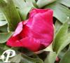 Paeonia Itoh Morning Lilac