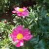 Paeonia Little Medicineman