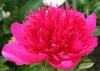 Paeonia Many Happy Returns