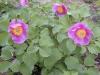 Paeonia Mascula Triternata