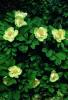 Paeonia Mlokosewitschii