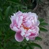 Paeonia Mme Jules Dessert