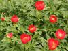 Paeonia Peregrina
