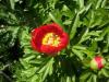 Paeonia Peregrina Turkey Karabuk