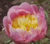 Paeonia Showgirl