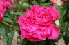 Paeonia Tourangelle