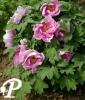 Paeonia arborea Zhu Sha Lei