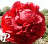 Paeonia hybride Edgard Jessep