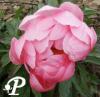 Paeonia hybride Ludovica