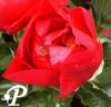 Paeonia lactifolia America