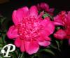 Paeonia lactifolia Big Ben