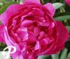 Paeonia lactifolia Bunker Hill