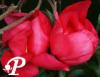 Paeonia lactifolia Coral Beach