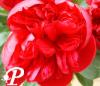 Paeonia lactifolia Diana Parks