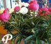 Paeonia lactifolia Eva
