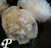 Paeonia lactifolia Festiva Supreme