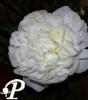 Paeonia lactifolia Florence Nicholls