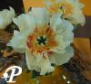Paeonia lactifolia Garden treasure