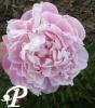 Paeonia lactifolia Germaine Bigot