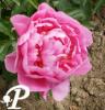 Paeonia lactifolia Gilbert Barthelot