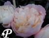 Paeonia lactifolia James Kelway