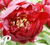 Paeonia lactifolia John Harvard