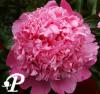 Paeonia lactifolia Jules Elie