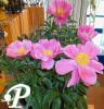 Paeonia lactifolia Little Medicine Man