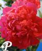 Paeonia lactifolia Nice Gal