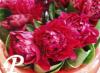 Paeonia lactifolia Peregrina Sunshine